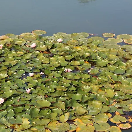 U Dvori * Podgorodtsy